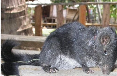 地球上10大堪称奇迹的动物,爱尔兰大鹿死而复生,腔棘鱼再被发现